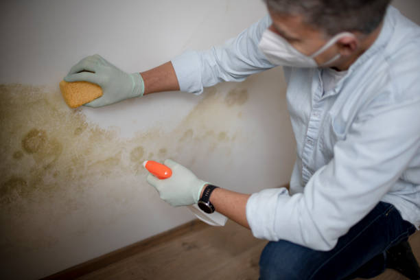 Best Residential Mold Removal  in East Rockaway, NY
