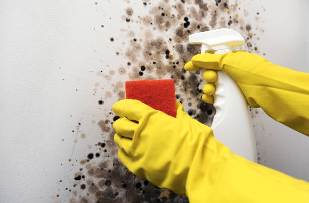 Best Professional Mold Removal  in East Rockaway, NY