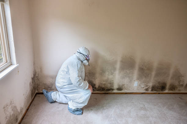 Best Mold Damage Repair  in East Rockaway, NY